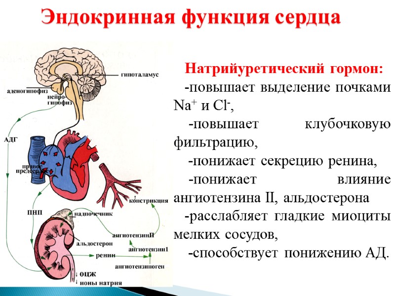 Натрийуретический гормон: -повышает выделение почками Na+ и Cl-,  -повышает клубочковую фильтрацию,  -понижает